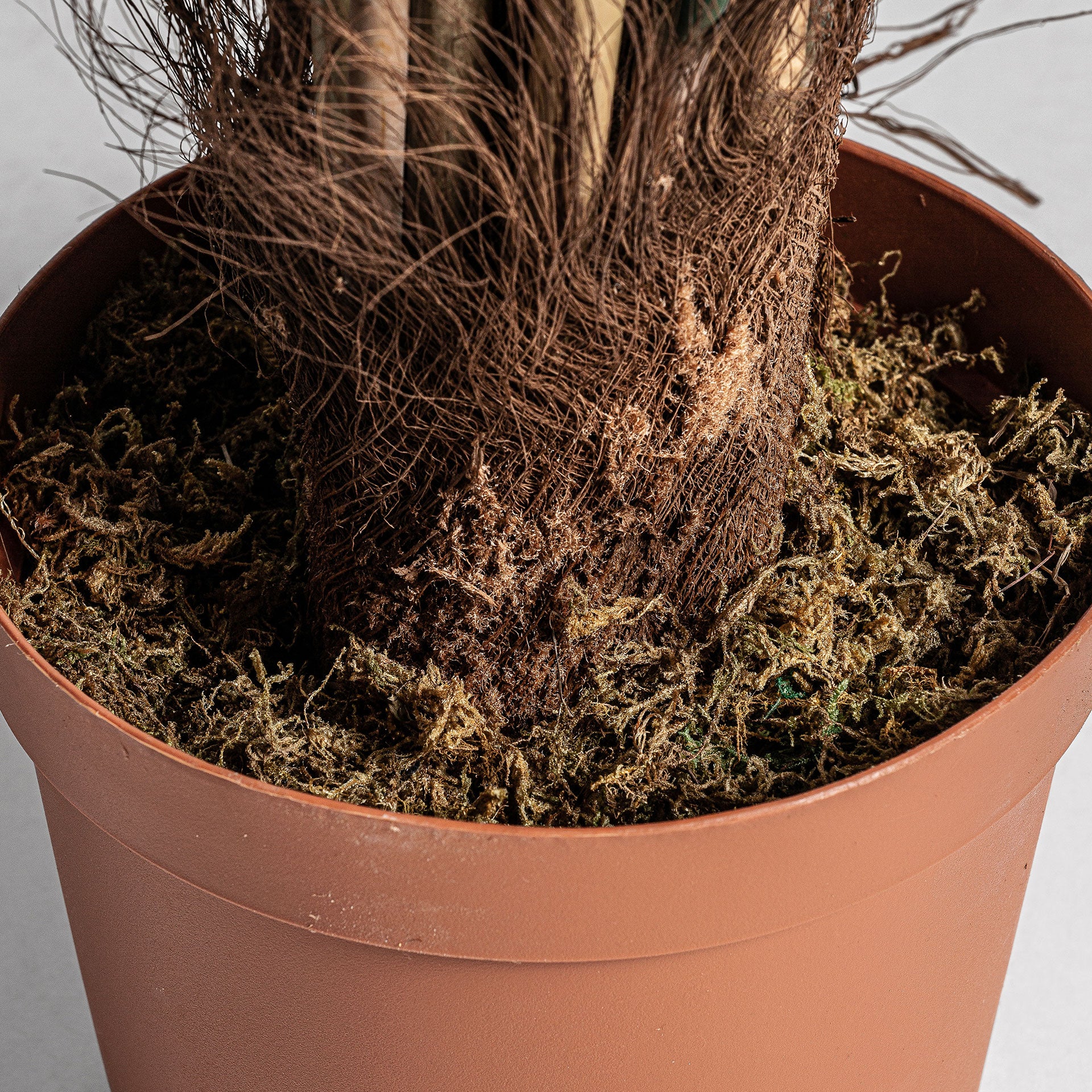 BAMBÚ PLANT